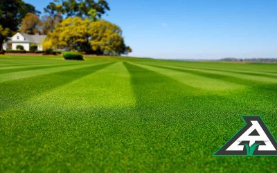 Nitrogen’s Role in Lawn Health