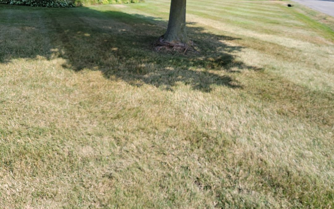 Lawn Care During Drought