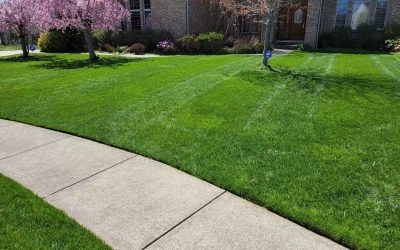 The Foundation of a Healthy Lawn: Fertilization and Weed Control
