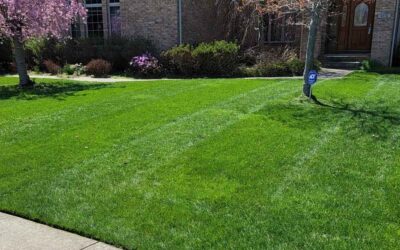 The Foundation of a Healthy Lawn: Fertilization and Weed Control