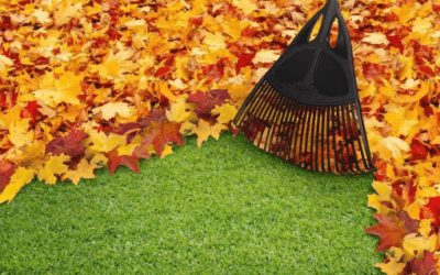 Fall Yard Cleanup Checklist for Erie, PA Homeowners