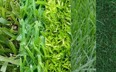 Lawn Weeds Types and How to Tackle Them