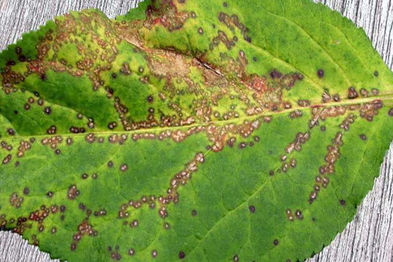 Anthracnose - Lawn Diseases