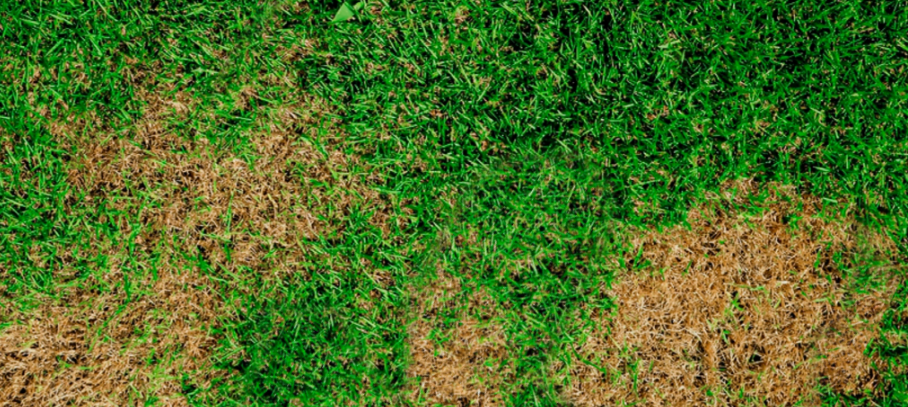 Brown Patch - Lawn Diseases