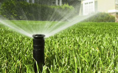Common Lawn Watering Mistakes