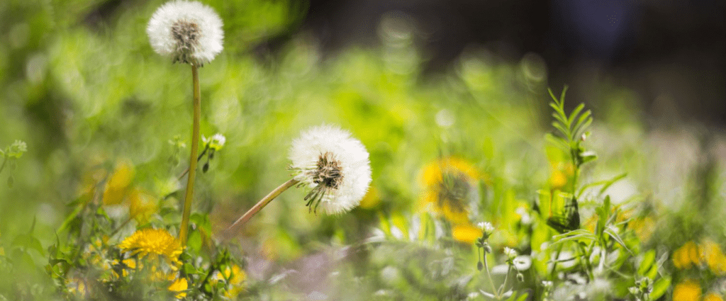 Organic Weed Control Methods