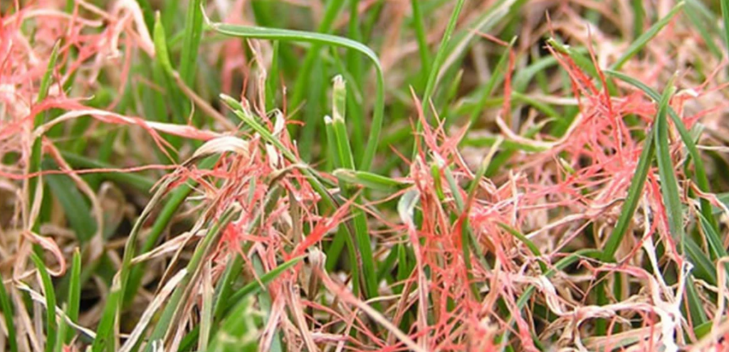 Red Thread Lawn Diseases