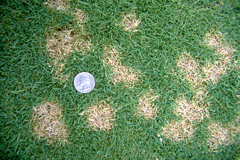 Dollar Spot - Lawn Diseases