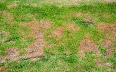 Common Lawn Diseases in Erie, PA
