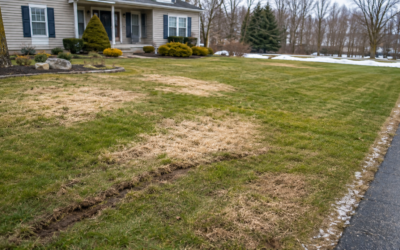 How to Fix Winter Lawn Damage in Erie, PA